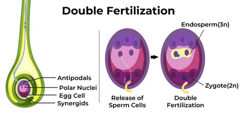 explain the phenomenon of double fertilization|More.